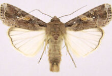 spodoptera frugiperda