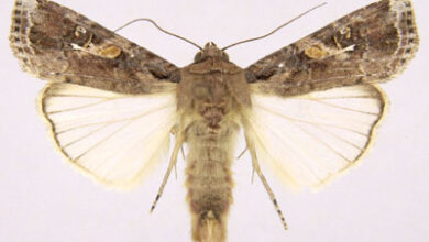 spodoptera frugiperda