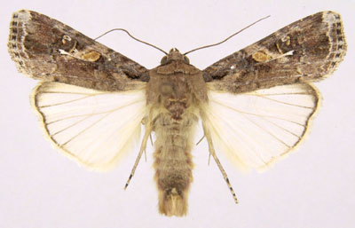 spodoptera frugiperda