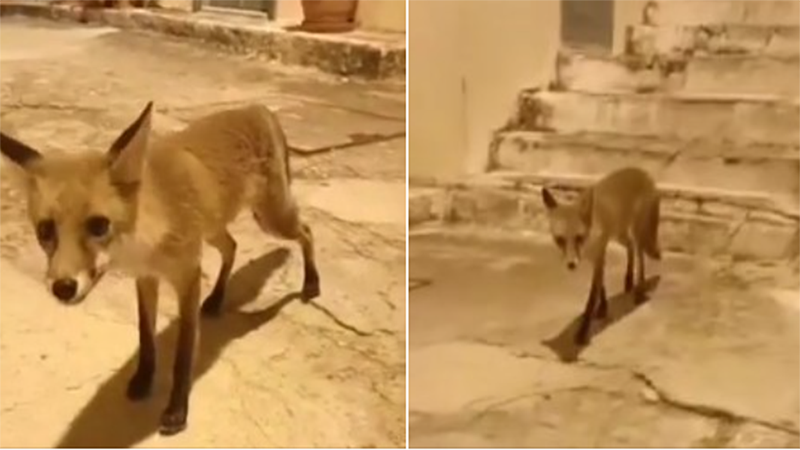 Ναύπλιο: Χαλαρή αλεπού κατέβηκε στην παλιά πόλη για να φάει