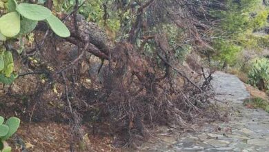 Αρβανιτιά πτώση δέντρων (2)