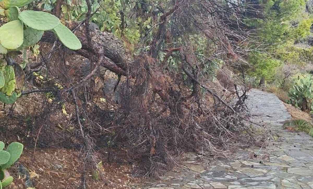 Αρβανιτιά πτώση δέντρων (2)