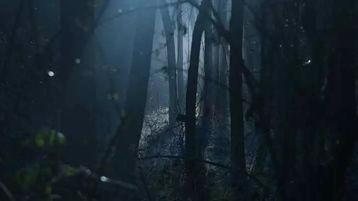 Σκοτεινό δάσος