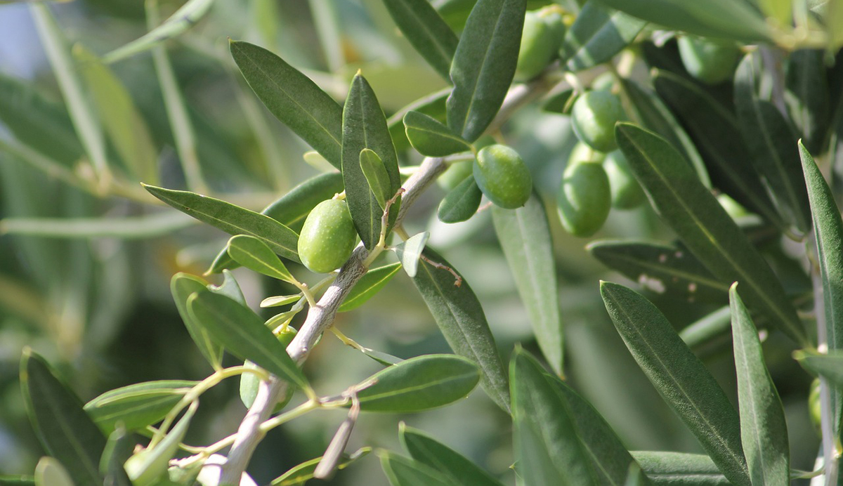 ΕΤΕ: Φρένο στις Ελληνικές εξαγωγές – Πώς επηρεάζει η μείωση στην παραγωγή ελιάς και ελαιολάδου