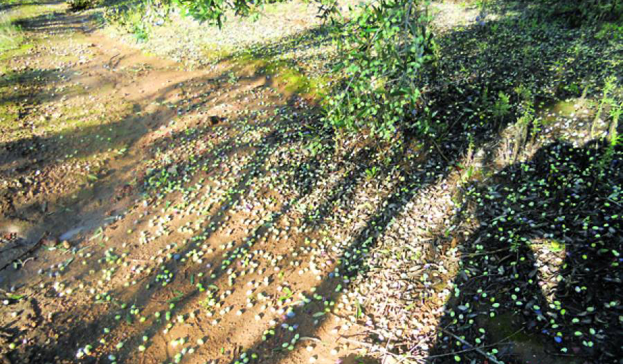 Μεσσηνία: Έντονη χαλαζόπτωση χτύπησε τις ελιές στην Τριφυλία – Μεγάλες ζημιές