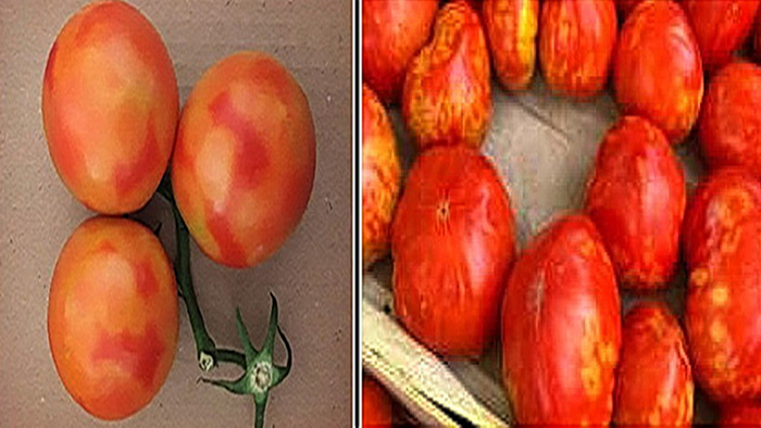 Σε κίνδυνο οι ντομάτες στη Λακωνία