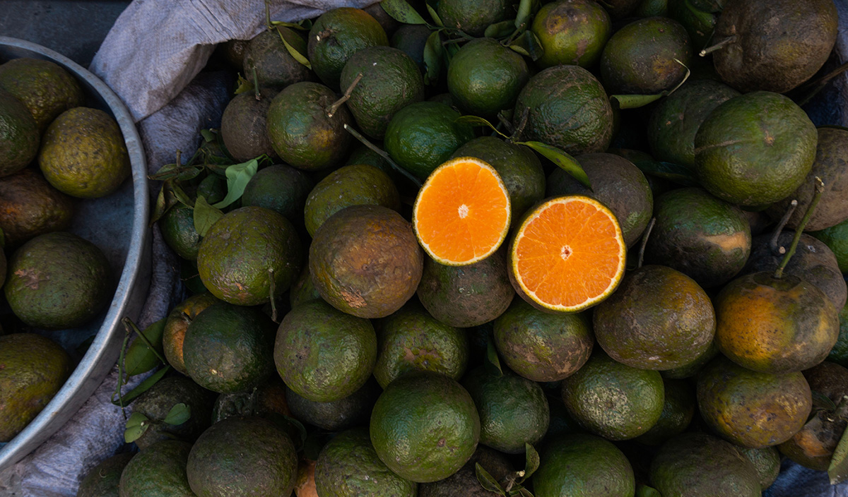 Στην Αργολίδα κόβονται ακατάλληλα πορτοκάλια και βγαίνουν αποπρασινισμένα στην αγορά