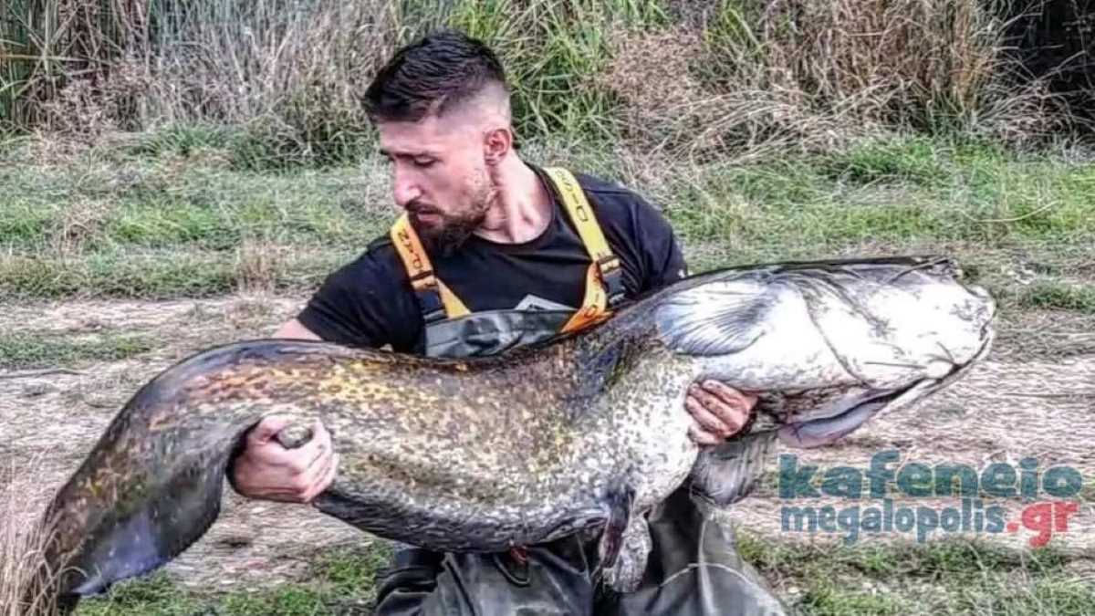 Επιβλητικός γουλιανός 70 κιλών στη λίμνη της Μεγαλόπολης – Ο ερασιτέχνης ψαράς τον απελευθέρωσε ζωντανό