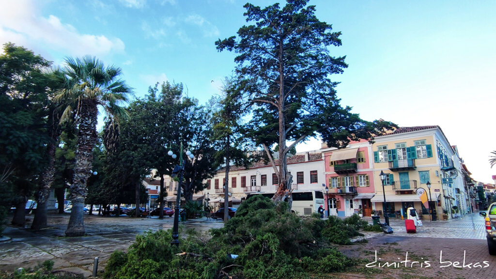 Πεσμένο δέντρο Πλατεία Δικαστηρίων (3)