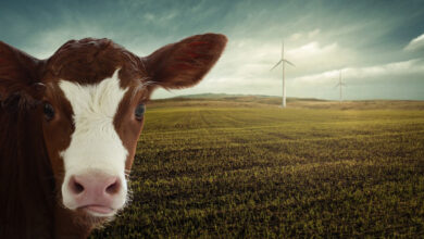 Αγελάδα γεωργία κλιματική αλλαγή