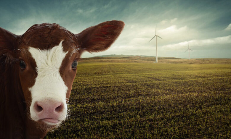 Αγελάδα γεωργία κλιματική αλλαγή