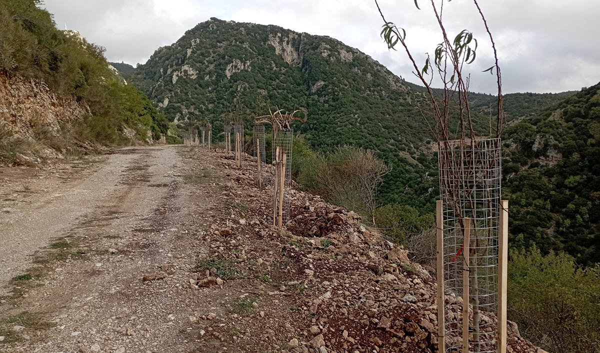 Στεμνίτσα: 70 καρποφόρα δέντρα στην αρχή του Menalon Trail
