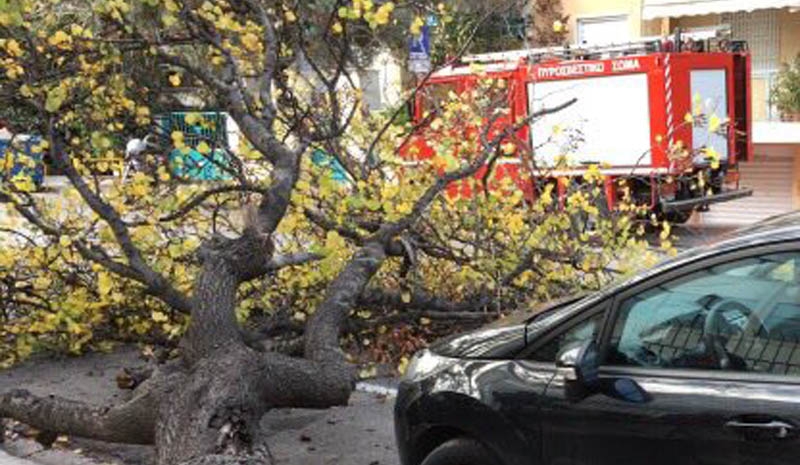 Πελοπόννησος: 18 κλήσεις στην Πυροσβεστική για κοπές δέντρων και αφαιρέσεις αντικειμένων