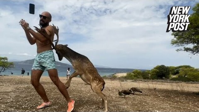 Τουρίστας πήγε να βγάλει selfie με ελάφι στην Αίγινα και βρέθηκε στο νοσοκομείο με σπασμένα πλευρά