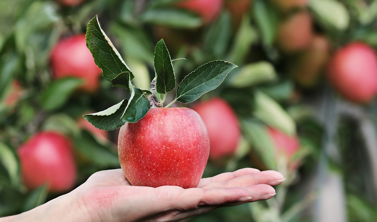 Ανακαλύπτοντας ισχυρισμούς υγείας στα μήλα της Τρίπολης