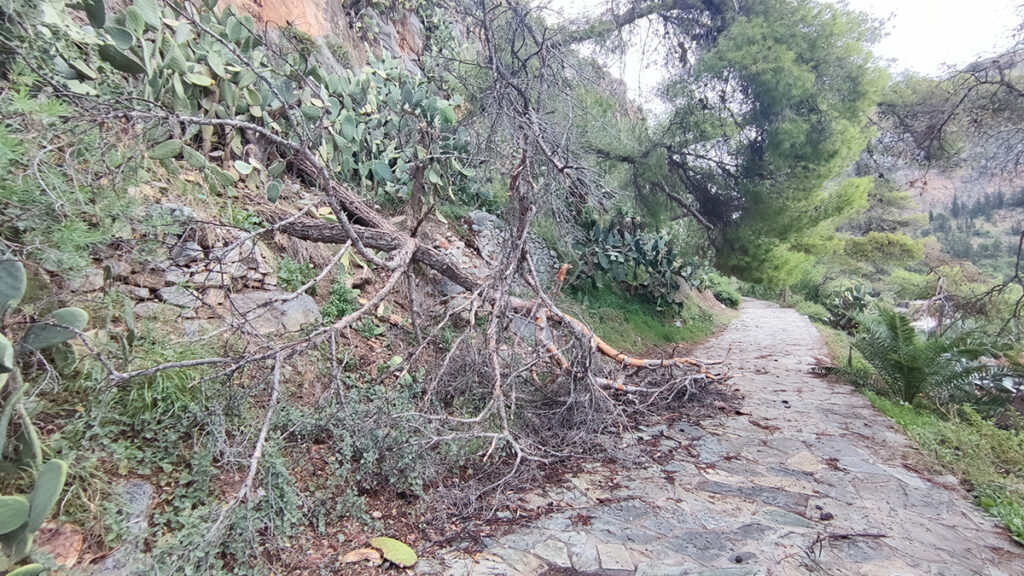 Πεσμένα δέντρα Ναύπλιο (2)