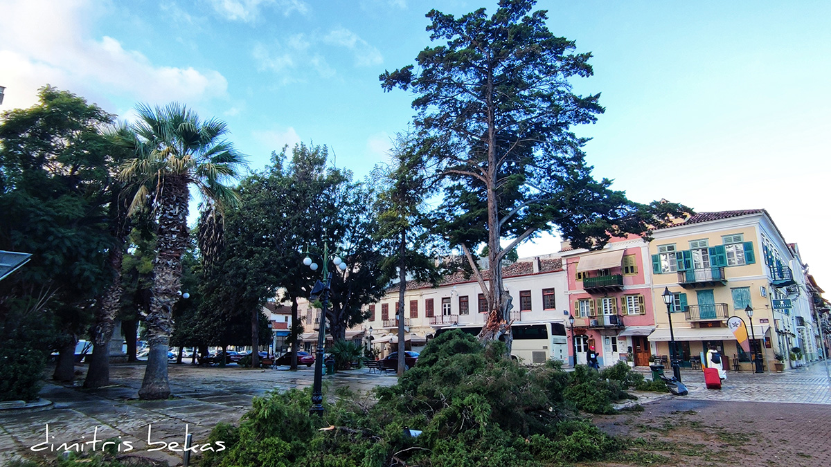 Πεσμένο δέντρο Πλατεία Δικαστηρίων (1)