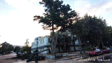 Πεσμένο δέντρο Πλατεία Δικαστηρίων (2)