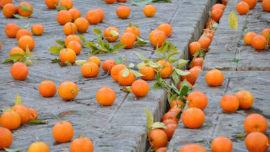Πορτοκάλια δρόμος