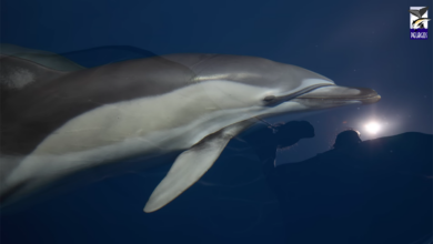 δελφίνι με ανθρώπινο χέρι
