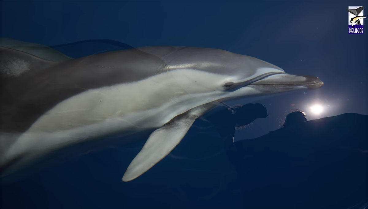 Μοναδικό θέαμα: Σπάνιο δελφίνι με «ανθρώπινο» χέρι καταγράφηκε στον Κορινθιακό