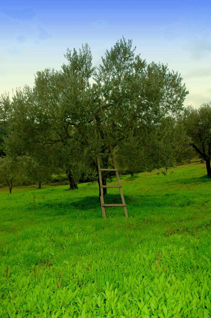 Καταφύκι Ερμιονίδα (6)