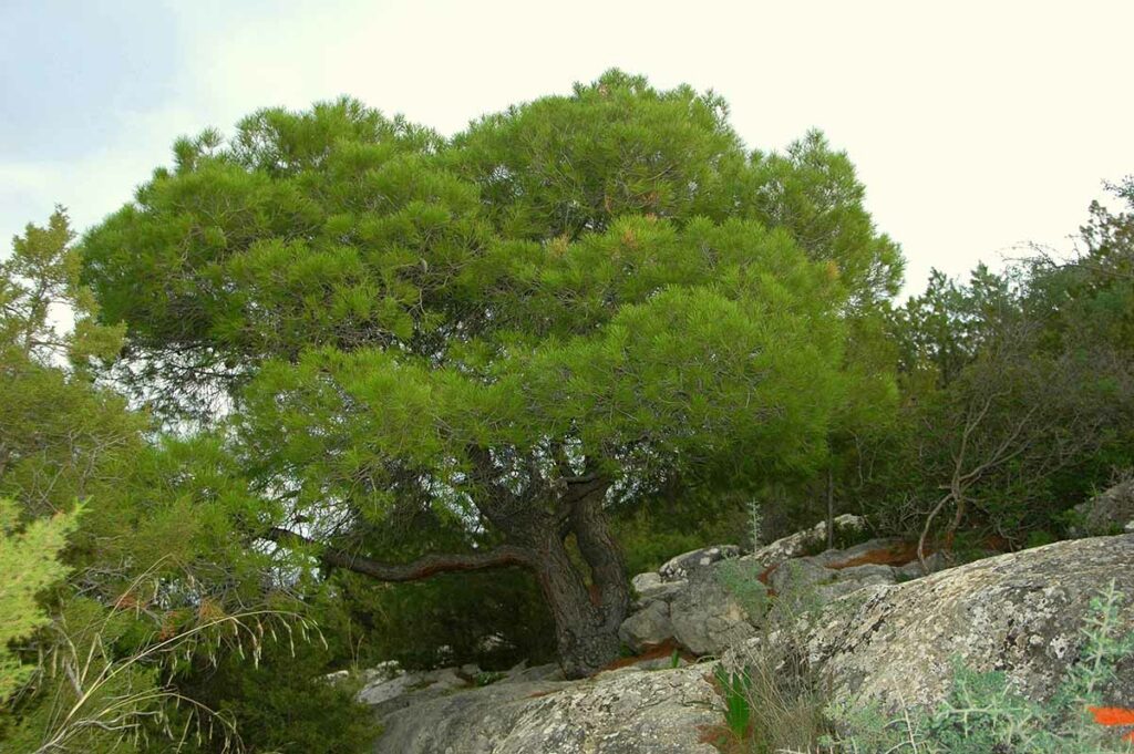 Καταφύκι Ερμιονίδα (8)