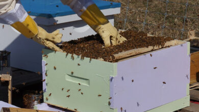 Μελισσοκομία μελισσοκόμος
