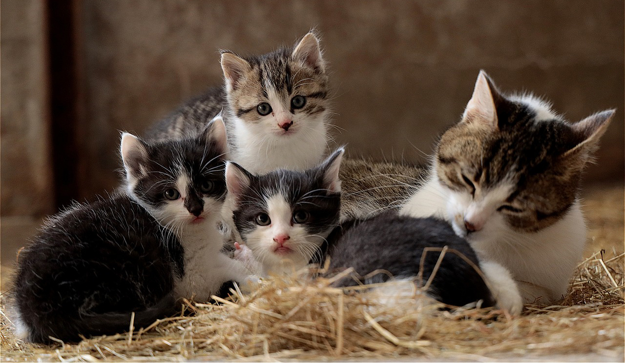 Οργή στη Δυτική Μάνη: Εδώ και 15 μέρες δηλητηριάζουν γάτες με φόλες και συνεχίζουν ακάθεκτοι