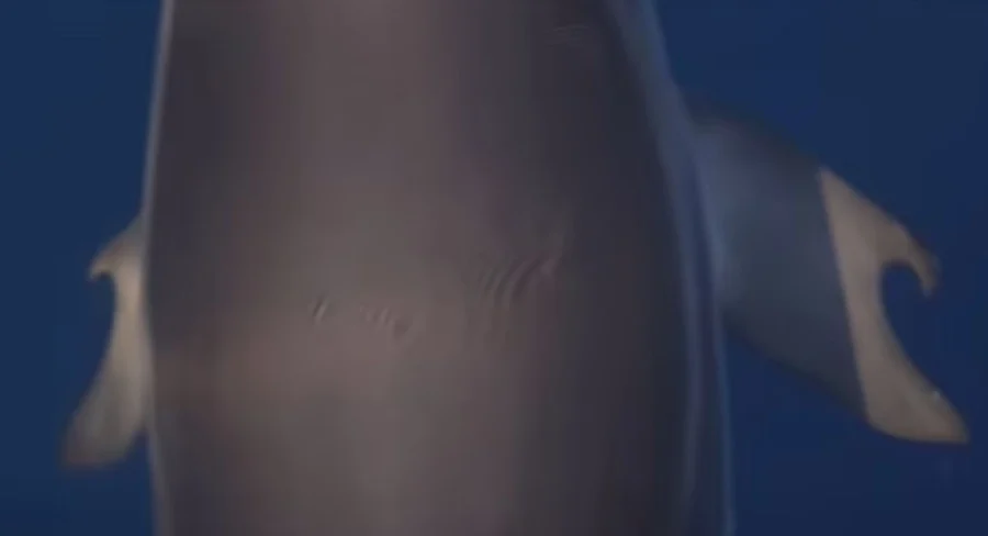 Μυστήριο με δελφίνι στον Κορινθιακό – Επιστήμονες λένε πώς οι αντίχειρες προέκυψαν από αιμομιξία