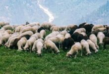 Εκδήλωση κτηνοτροφία δήμος Τρίπολης