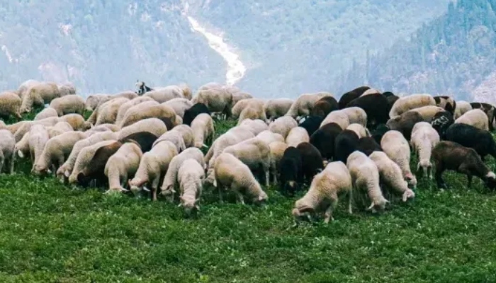 Εκδήλωση κτηνοτροφία δήμος Τρίπολης