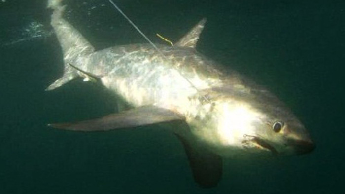 Άστρος: Ένας καρχαρίας 2,5 μέτρα στα δίχτυα ψαράδων (Pic)