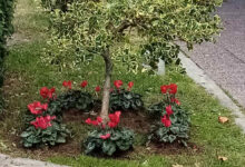 Κυκλάμινα και αλεξανδρινά ομορφαίνουν την Καλαμάτα (2)