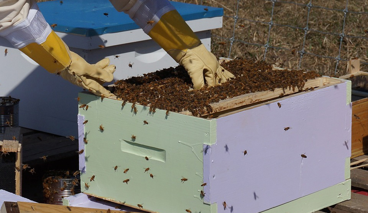 Μελισσοκομία μελισσοκόμος