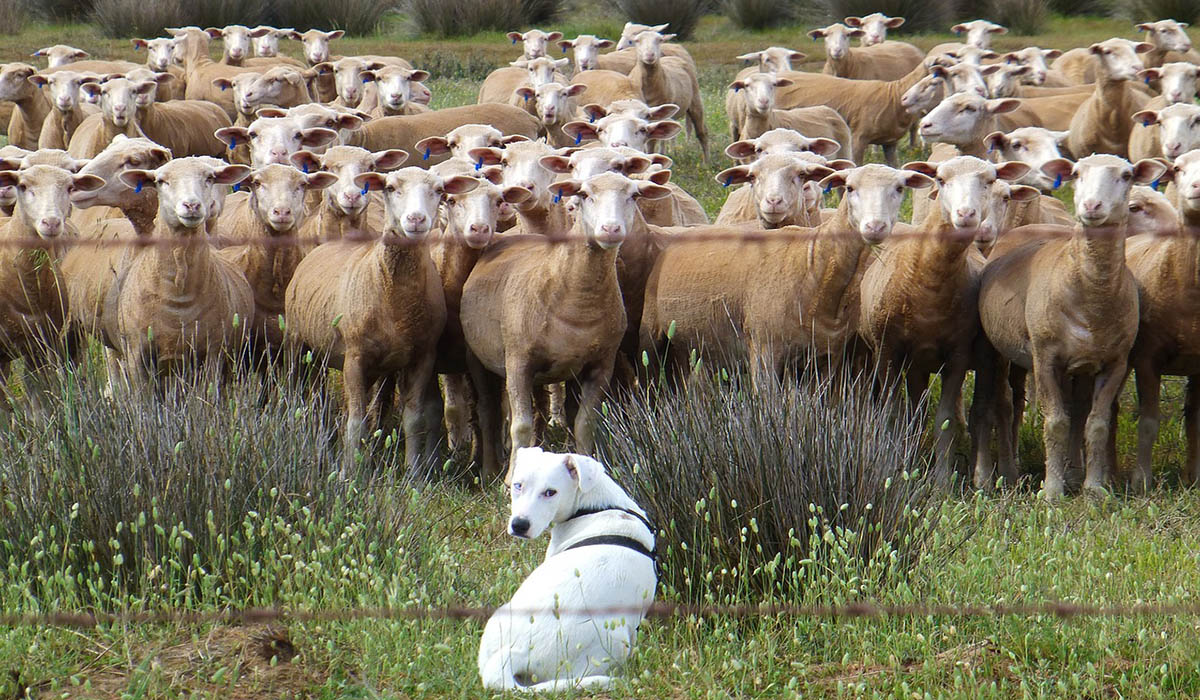 Πρόβατα σκύλος