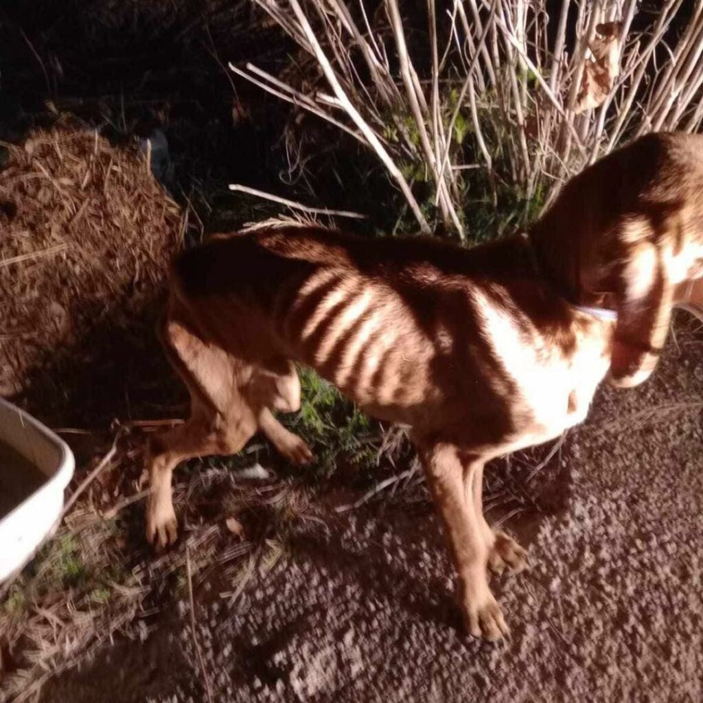 Σκελετωμένος σκύλος (1)