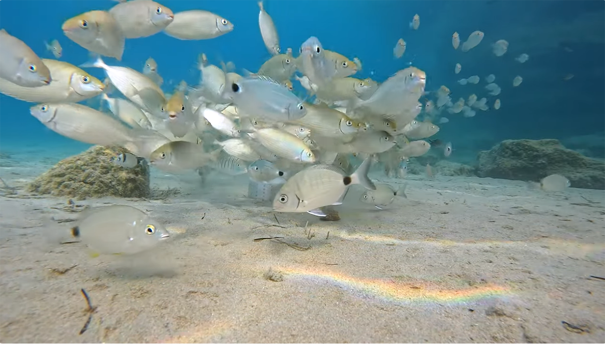 Ναύπλιο: Τόσα ψάρια μαζεμένα δεν έχεις ξαναδεί – Αυτό το βίντεο θα σε ενθουσιάσει