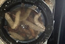 Αλιευτικός έλεγχος Καλαμάτα