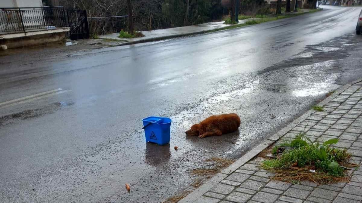 Αυτοκίνητο χτύπησε σκυλάκι στο Λεβίδι 2