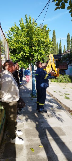 Πτώση δέντρου Πρόνοια Ναυπλίου Πολιτική Προστασία 1