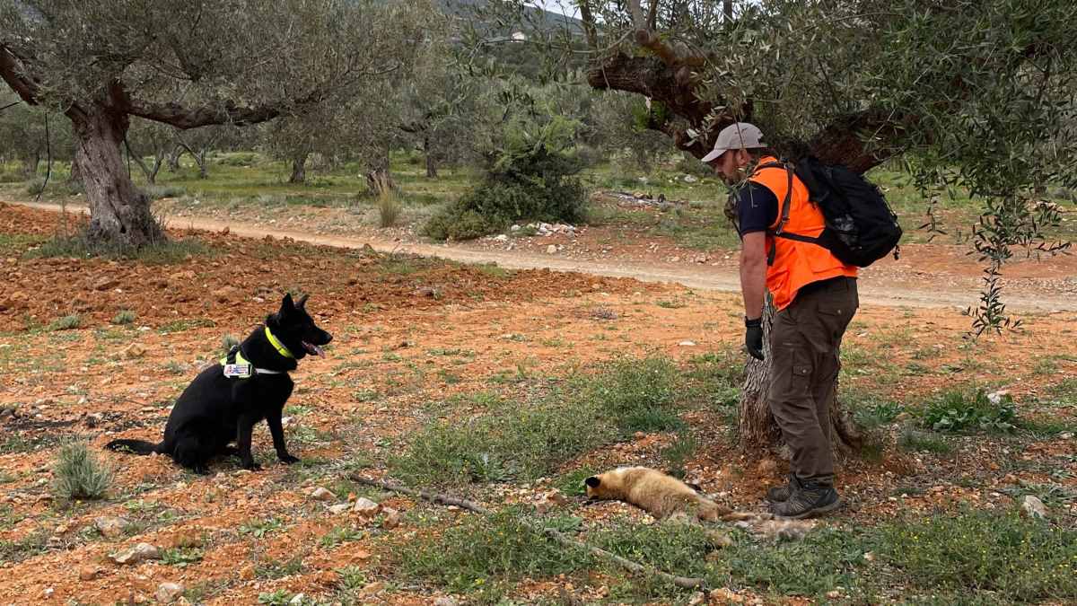 Πελοπόννησος: Προσοχή στα δηλητηριασμένα δολώματα λέει ο ΟΦΥΠΕΚΑ               