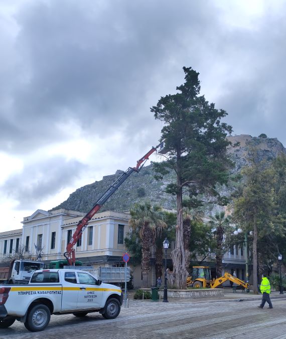 Κλάδεμα κέδρου πλατεία δικαστηρίων Ναύπλιο 1