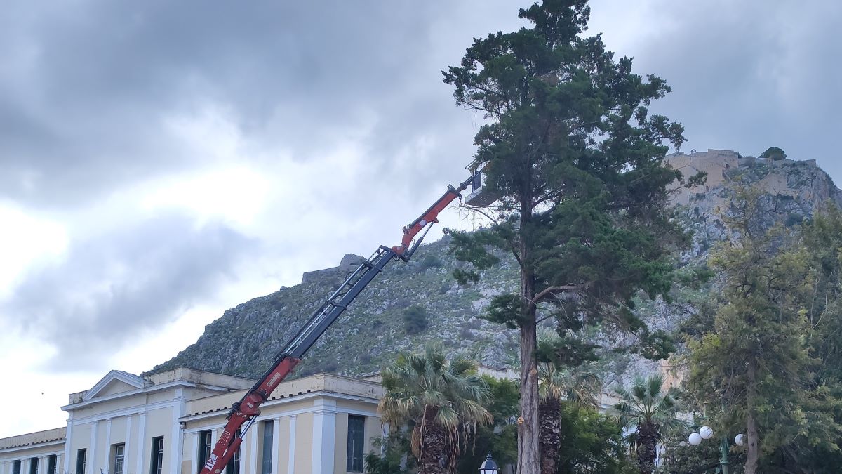 Κλάδεμα κέδρου πλατεία δικαστηρίων Ναύπλιο