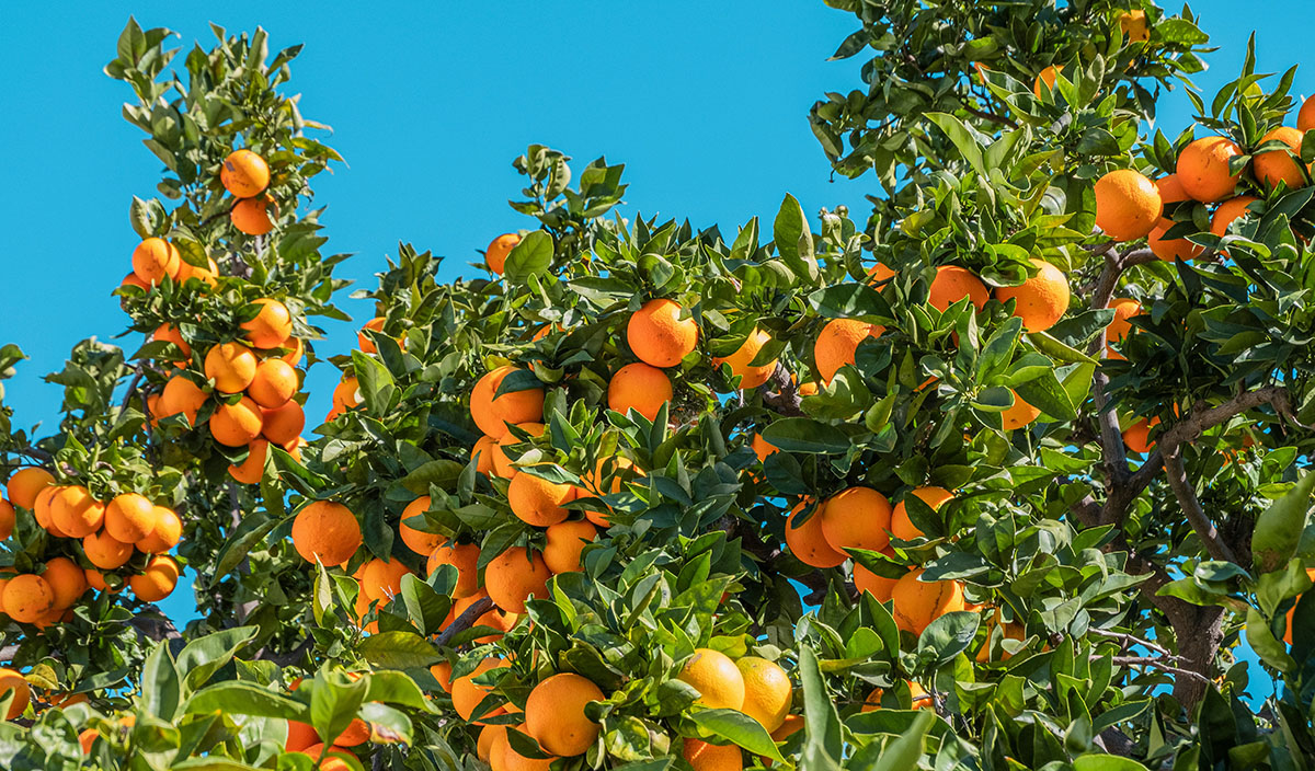Εφιαλτικό σενάριο για το πορτοκάλι – Τι προμηνύει η συγκομιδή στην Αργολίδα