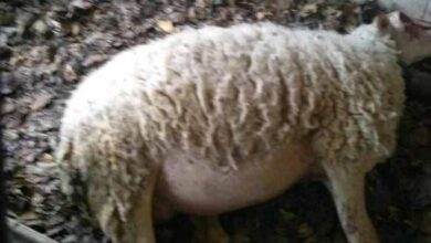 Πρόβατα Καλαμάτα (1)
