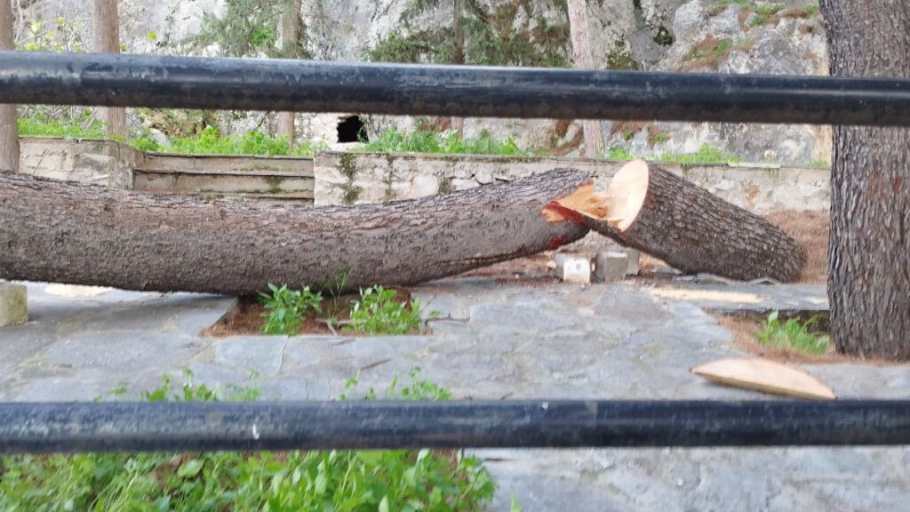 Πτώση δέντρου Πρόνοια Ναυπλίου Πολιτική Προστασία 5