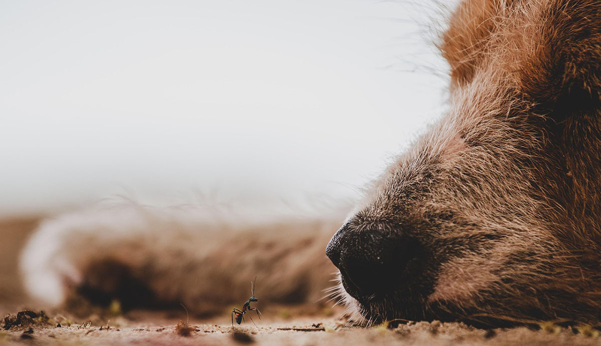 Έπαθαν σοκ στα Καλάβρυτα: Δεκάδες ζώα νεκρά από φόλες σε δασάκι