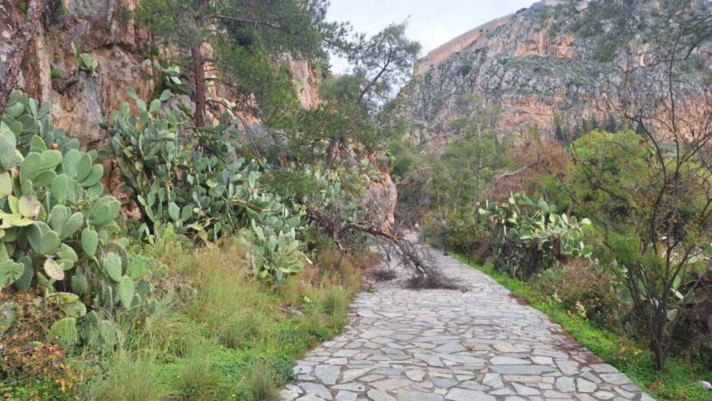 Πτώση δέντρων Αρβανιτιά Ναύπλιο