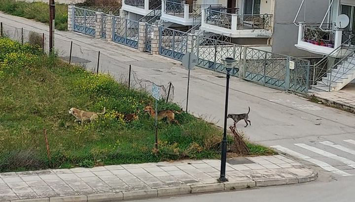 Προσπαθούν να πιάσουν αγέλη αδέσποτων που επιτίθεται σε πολίτες στο Ναύπλιο